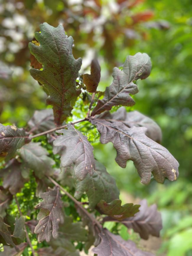 Quercus robur 'Timuki'