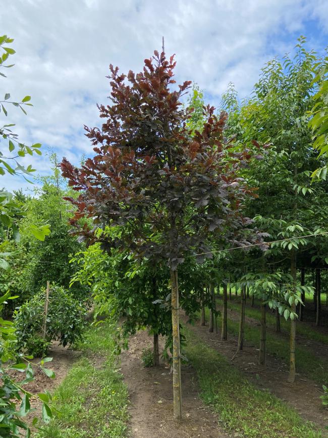 Quercus robur 'Timuki'