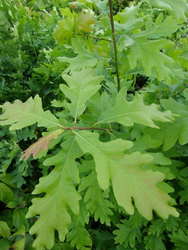 Quercus sargentii 'Thomas'