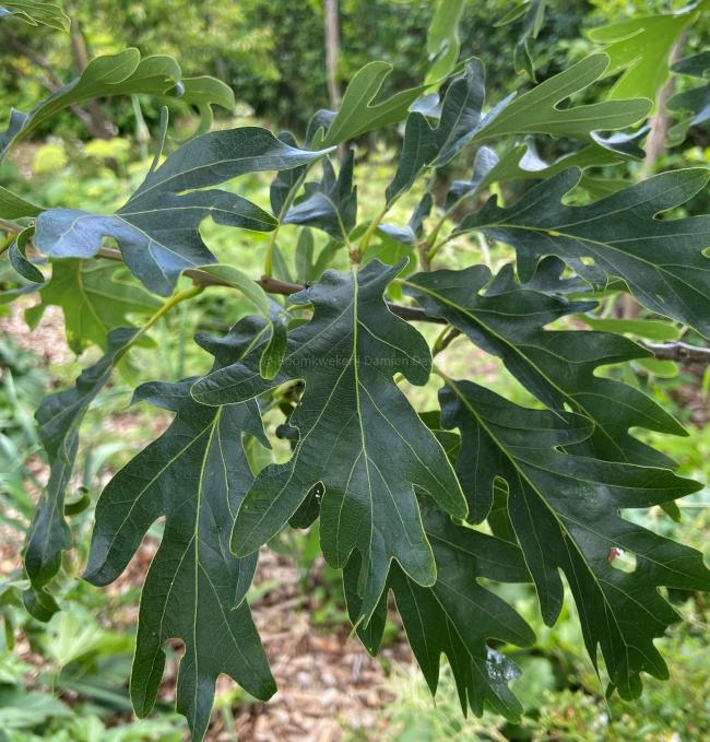 Quercus sargentii 'Thomas'