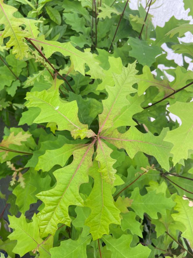 Quercus texana 