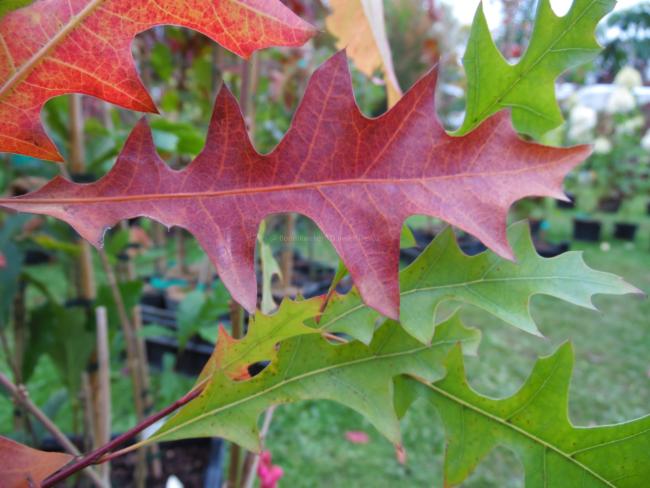 Quercus texana 'New Madrid'