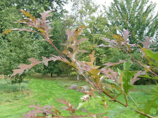 Quercus texana 'New Madrid'