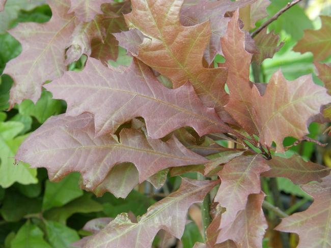 Quercus texana 'New Madrid'