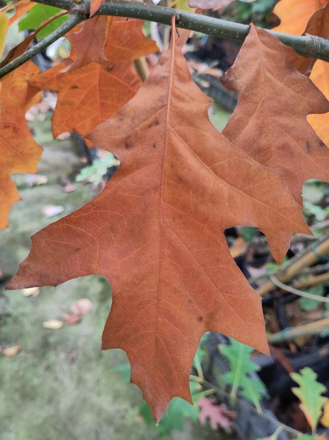 Quercus texana 'New Madrid'