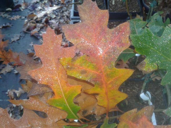 Quercus texana 'New Madrid'
