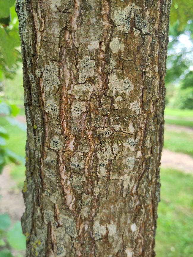 Quercus vilmoriniana 'A. De Vilmorin' (x)