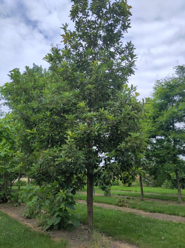 Quercus vilmoriniana 'A. De Vilmorin' (x)