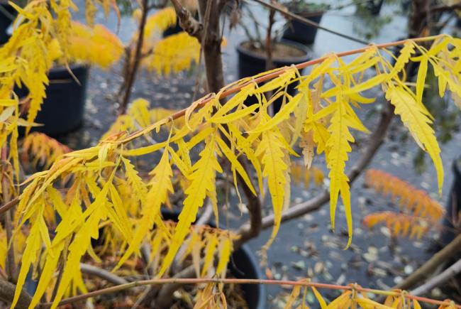 Rhus typhina 'Dissecta'