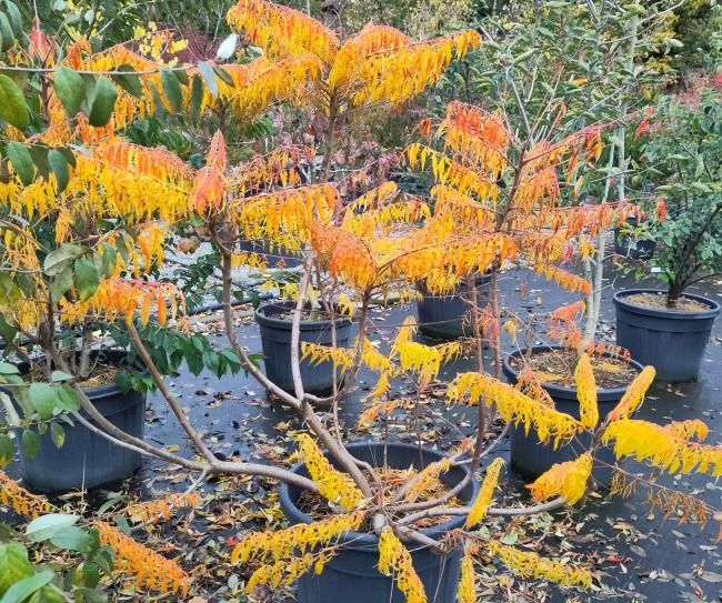 Rhus typhina 'Dissecta'