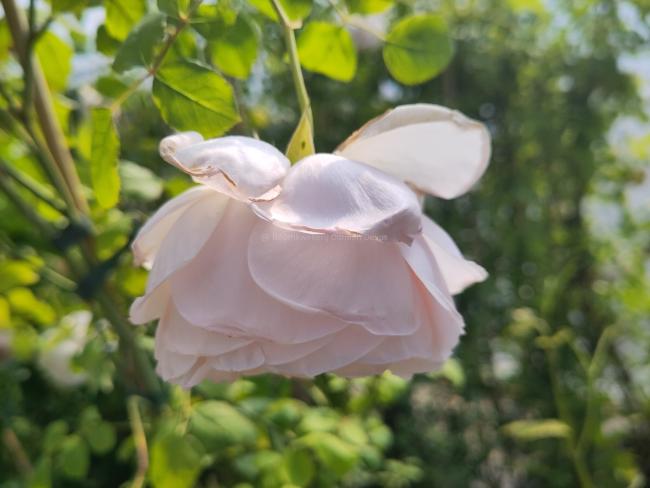 Rosa 'Caroline's Heart' ®