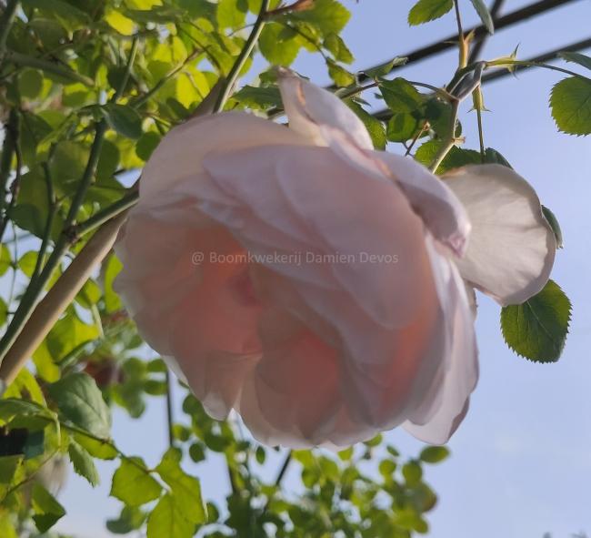 Rosa 'Caroline's Heart' ®