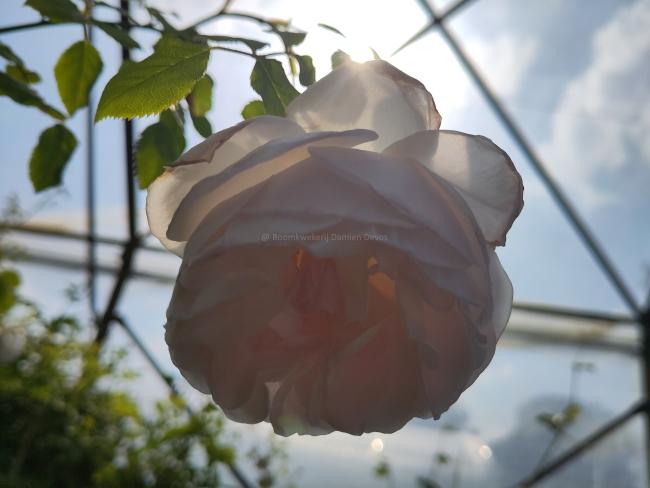 Rosa 'Caroline's Heart' ®