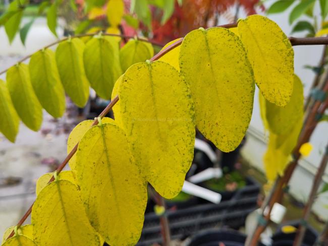 Robinia 'Purple Robe'