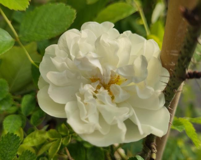 Rosa 'Paula Vapelle'