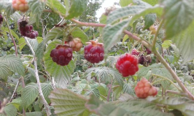 Rubus ideaus 'Autumn Bliss'