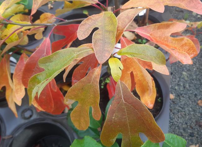 Sassafras albidum