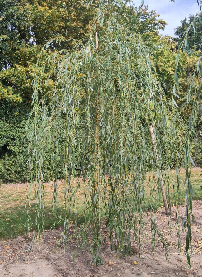 Salix sepulcralis 'Chrysocoma' (x)