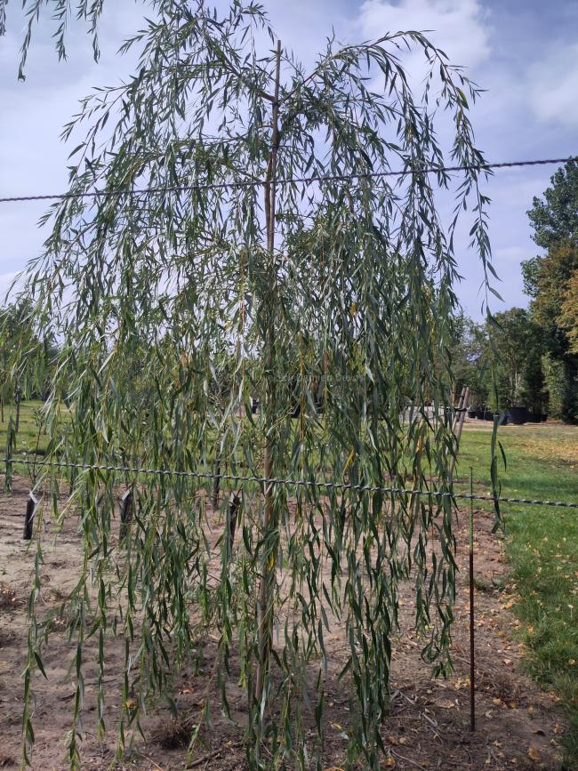 Salix sepulcralis 'Chrysocoma' (x)