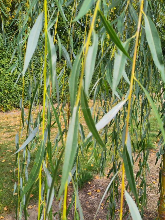 Salix sepulcralis 'Chrysocoma' (x)
