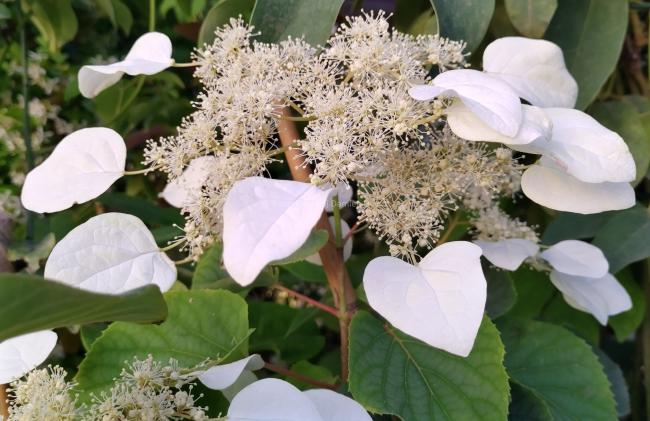 Schizophragma hydrangeoides 'Moonlight'