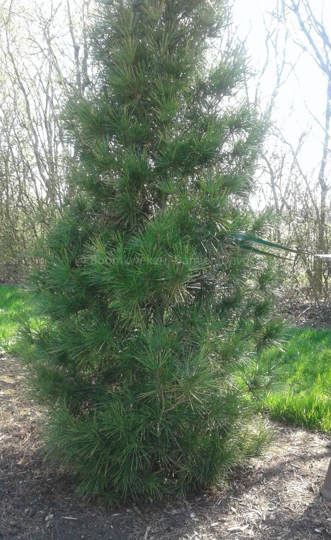 Sciadopitys verticillata