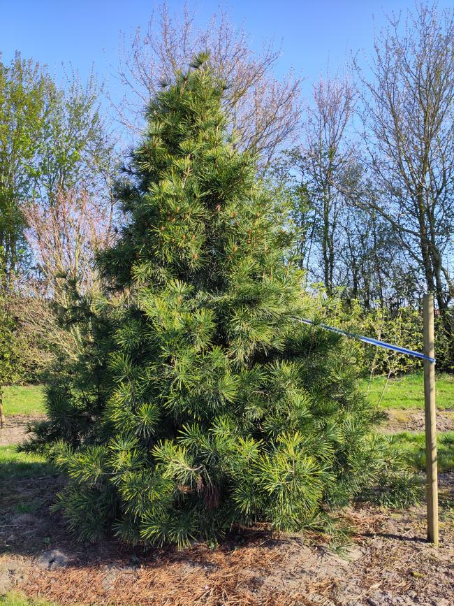 Sciadopitys verticillata