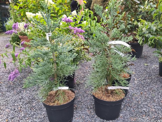 Sequoiadendron giganteum 'Glaucum'