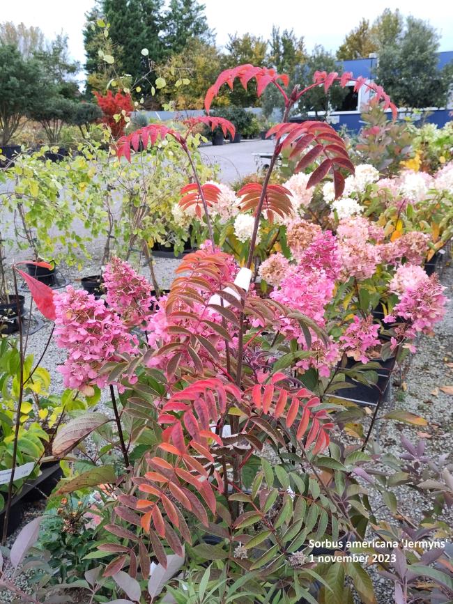 Sorbus americana 'Jermyns'