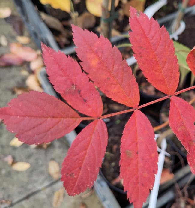 Sorbus americana 'Jermyns'