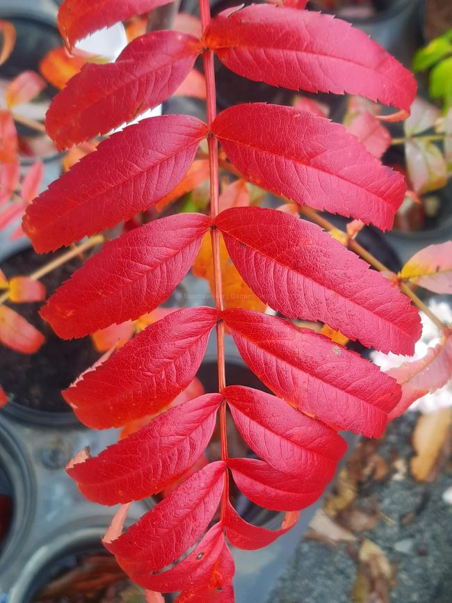 Sorbus 'Dodong'