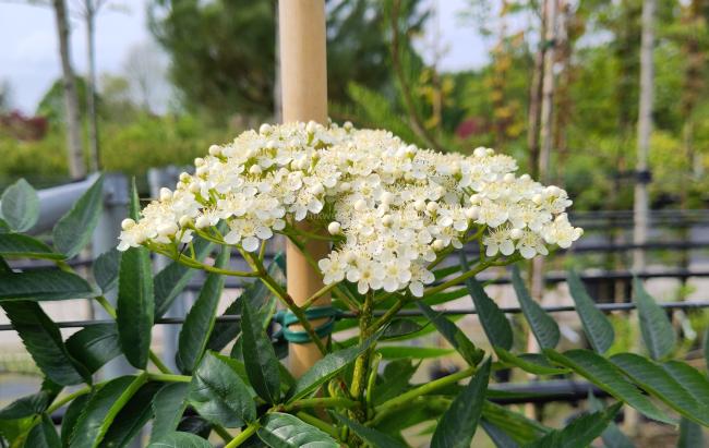 Sorbus 'Dodong'