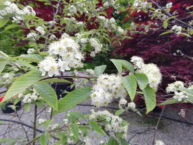 Sorbus folgneri 'Emiel'