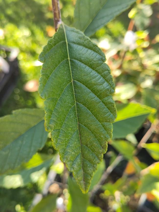 Sorbus folgneri 'Emiel'
