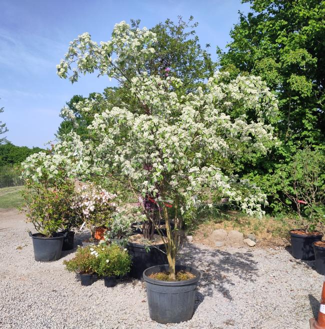 Sorbus folgneri 'Emiel'