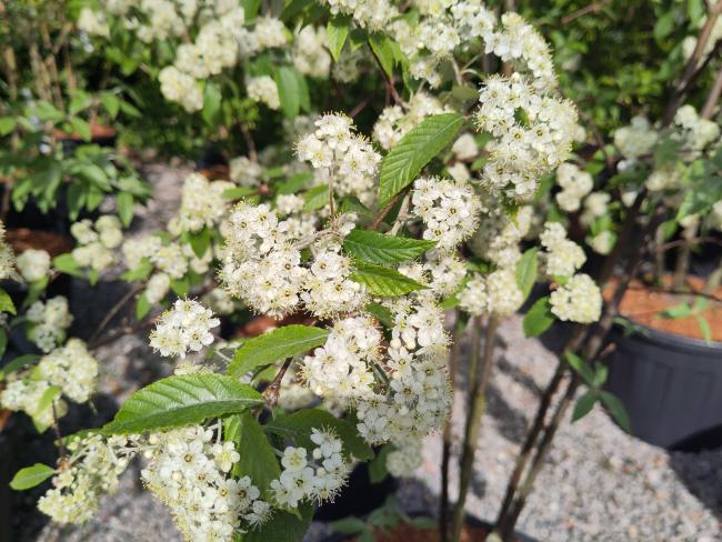 Sorbus folgneri 'Emiel'