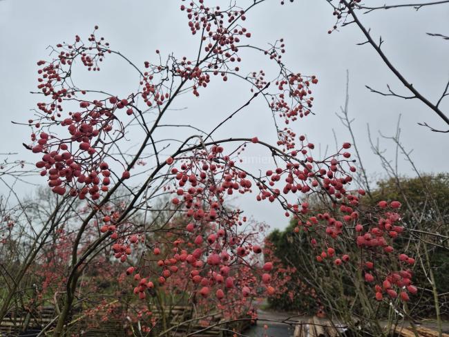 Sorbus folgneri 'Emiel'
