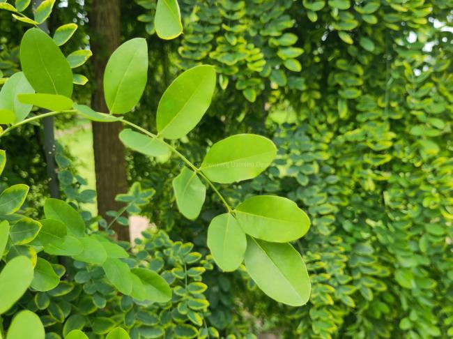 Sophora japonica 'Pendula'