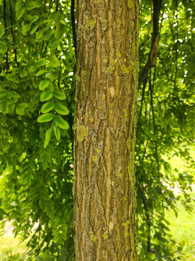 Sophora japonica 'Pendula'