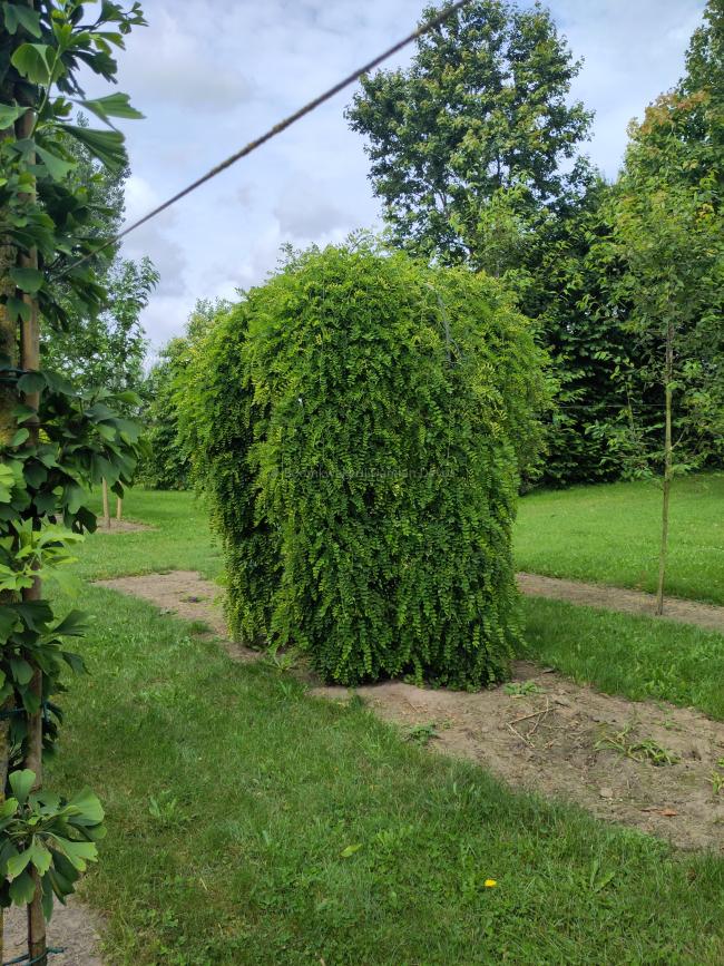 Sophora japonica 'Pendula'