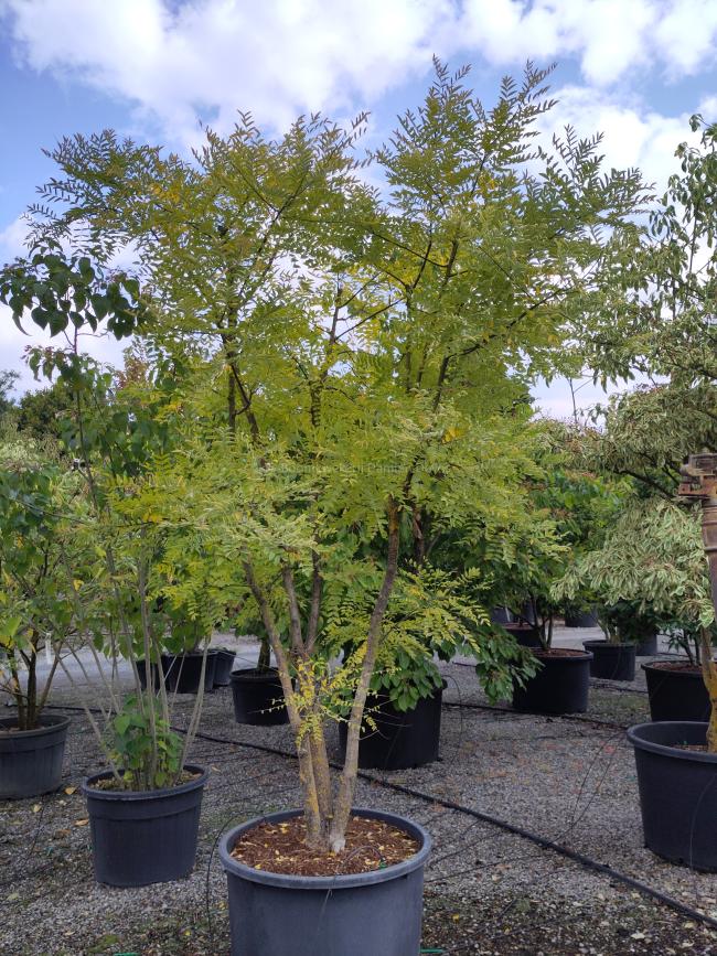 Sophora japonica 'Regent'