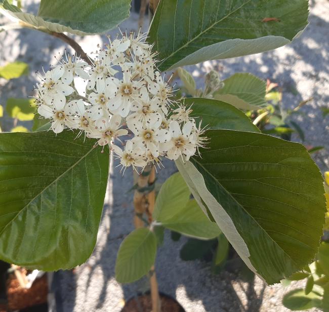 Sorbus thibetica 'John Mitchell'