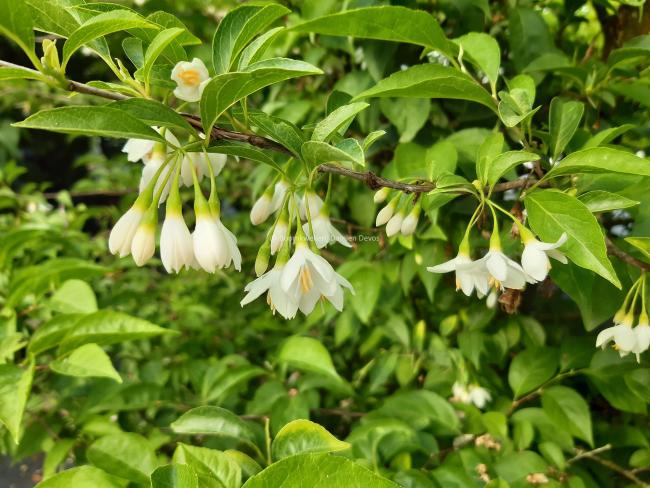 Styrax japonicus
