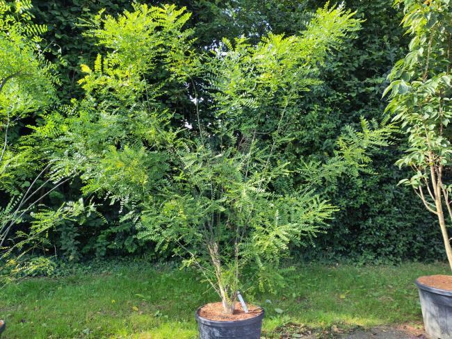 Styphnolobium japonicum (= Sophora japonica)