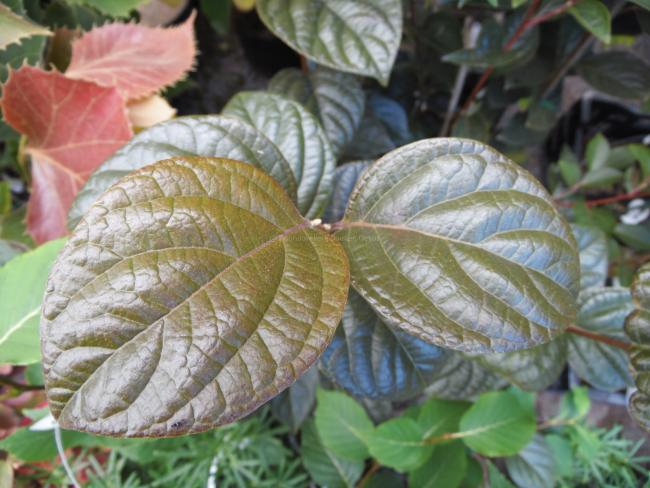 Styrax japonicus 'Purple Dress'