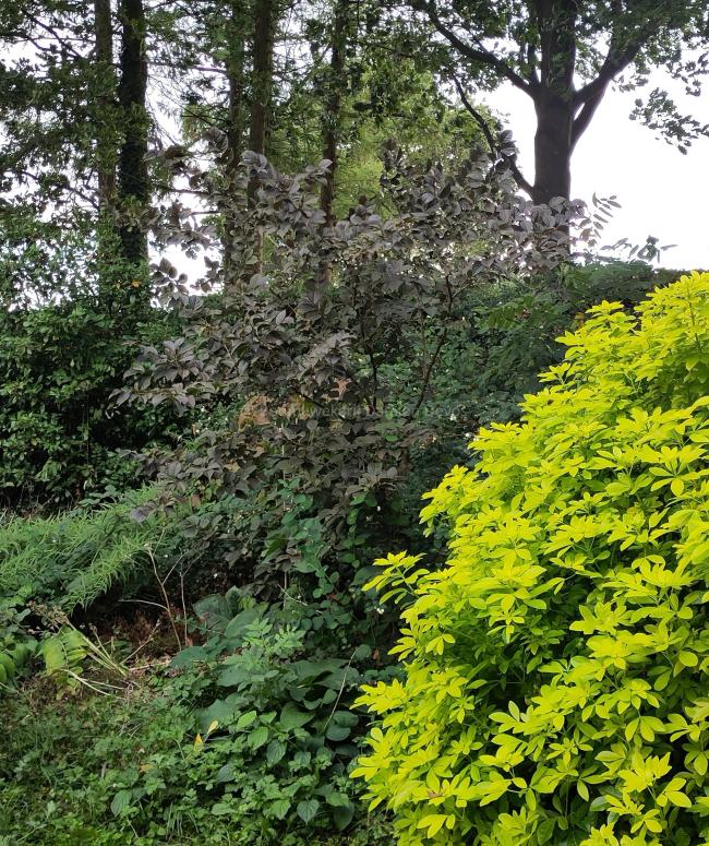 Styrax japonicus 'Purple Dress'