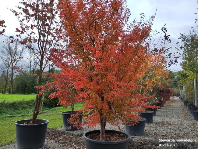 Stewartia monadelpha