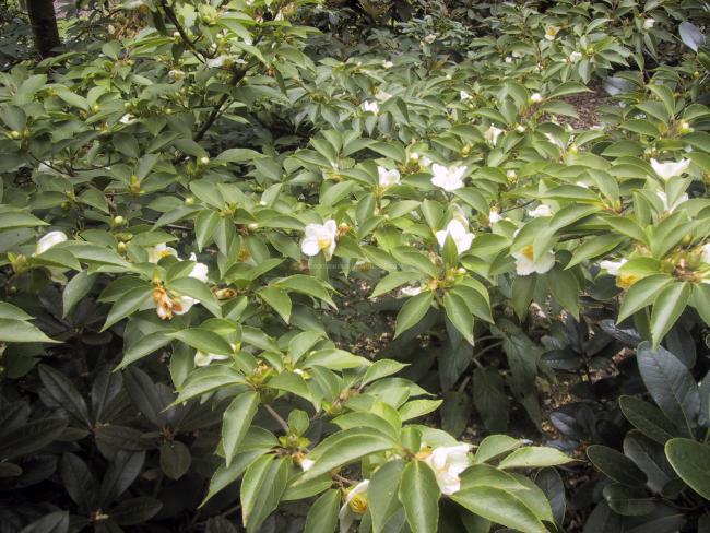 Stewartia monadelpha