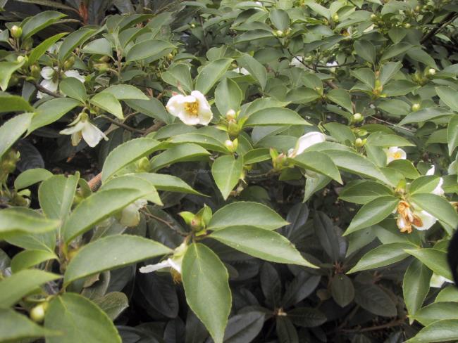Stewartia monadelpha