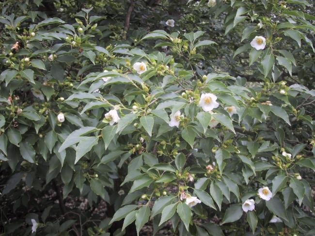 Stewartia monadelpha